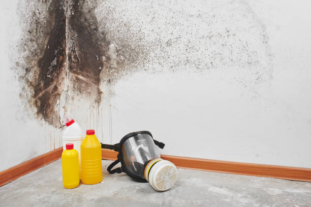Best Toxic Mold Removal  in Shady Point, OK