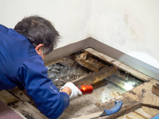 Best Mold Removal Company Near Me  in Shady Point, OK