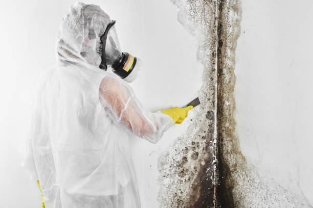 Best Best Mold Removal Companies  in Shady Point, OK