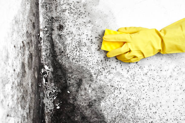 Best Mold Testing  in Shady Point, OK
