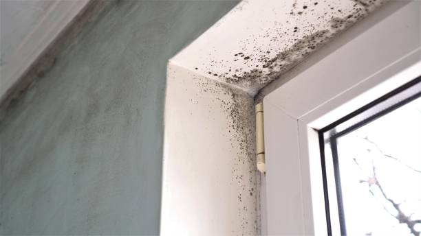 Best Mold Damage Repair  in Shady Point, OK