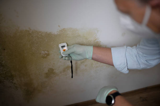 Best Local Mold Removal Service  in Shady Point, OK