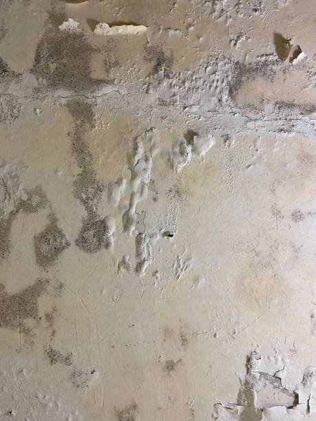 Best Office Mold Removal Services  in Shady Point, OK