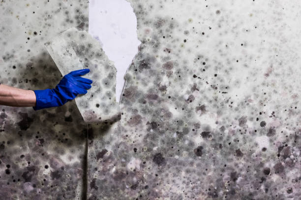 Best Same-Day Mold Removal  in Shady Point, OK
